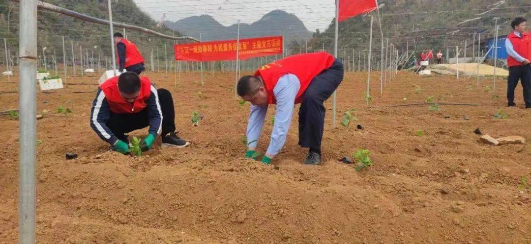 365买球 世界杯买球靖西税务：学雷锋做先锋 “税务蓝”添彩 “志愿红”(图3)